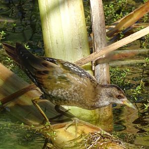 Little crake, Porzana parva