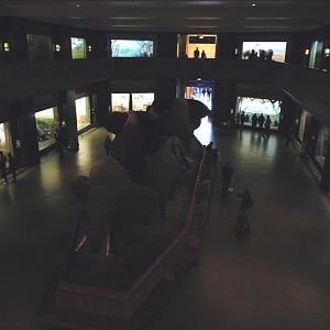 Akeley Hall of Mammals