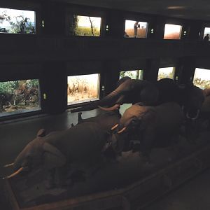 Akeley Hall of Mammals