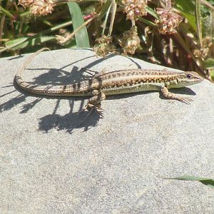 Snake-eyed lizard (Ophisops elegans schlueteri)