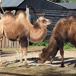 Juvenile Bactrian camels (Camelus bactrianus), 2020-10-10