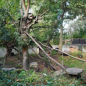 Red panda exhibit, 2020-10-10