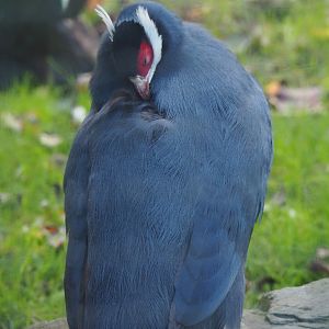 Blue eared pheasant (Crossoptilon auritum), 2020-10-10