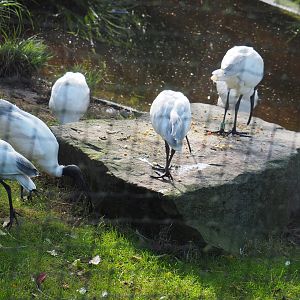 Black-headed ibises (Threskiornis melanocephalus), 2020-10-10