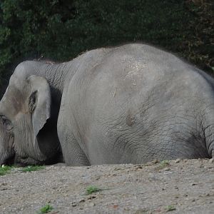 Asian elephant (Elephas maximus), 2020-10-10