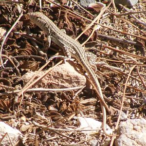 Schreiber's fringe-toed lizard (Acanthodactylus schreiberi)