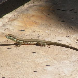 Male Troodos lizard (Phoenicolacerta troodica)