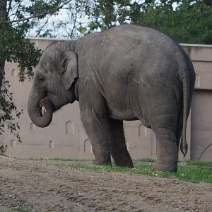 Juvenile Asian elephant (Elephas maximus), 2020-10-10