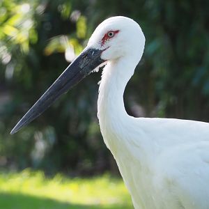 Oriental white stork (Ciconia boyciana), 2020-10-10