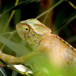 European chameleon (Chamaeleo chamaeleon recticrista)