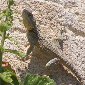Cyprus agama (Stellagama stellio cypriaca)