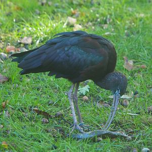 Glossy ibis (Plegadis falcinellus), 2020-10-10