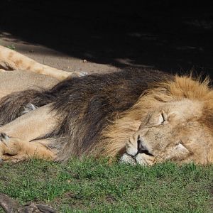 Asiatic lion (Panthera leo persica), 2020-10-10
