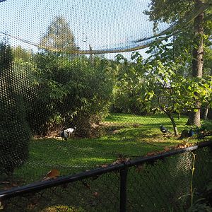 Mixed Asian aviary, 2020-10-10