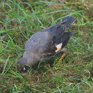 Bank myna (Acridotheres ginginianus), 2020-10-10