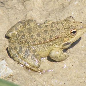 Cyprus water frog (Pelophylax cypriensis)