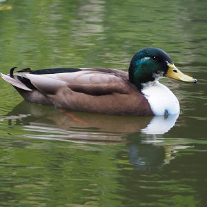 Wild Mallard (Anas platyrhynchos) with domestic duck hybrid blood, 2020-10-10