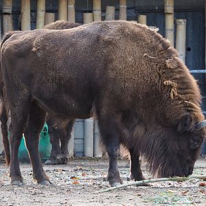 Wisent (Bison bonasus), 2020-10-10