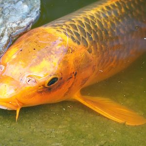 Koi (Cyprinus rubrofuscus), 2020-10-10