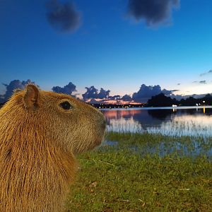 Friendly capybara - Lagoa Santa MG, Brazil