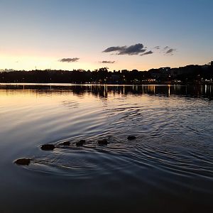 Capybara group swimming - Lagoa Santa MG, Brazil