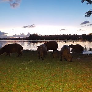 Capybara group leaving water - Lagoa Santa MG, Brazil