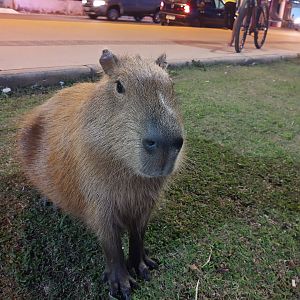 Friendly capybara - Lagoa Santa MG, Brazil