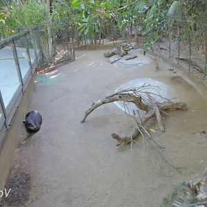 Duiker exhibit - Lost Forest [2015]