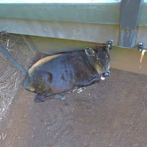 Yellow-backed duiker - Lost Forest [2015]