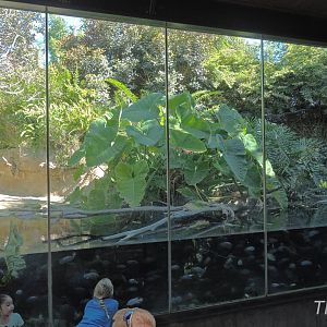 Slender-snouted crocodile exhibit - Lost Forest [2015]