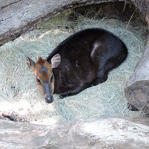 Black duiker - Lost Forest [2015]