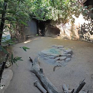 Babirusa exhibit - Lost Forest [2015]