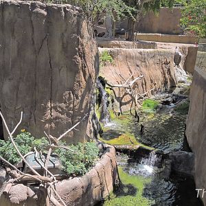 Guenon and otter exhibit - Lost Forest [2015]