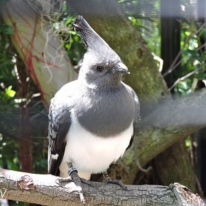 White-bellied go-away-bird- Lost Forest [2015]