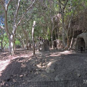 Okapi and black duiker - Lost Forest [2015]