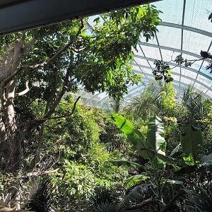 Scripps Aviary - Lost Forest [2015]