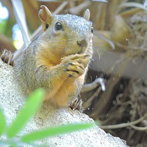 Wild squirrel  - Scripps Aviary [2015]