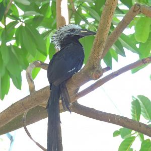 West African long-tailed hornbill - Scripps Aviary [2015]