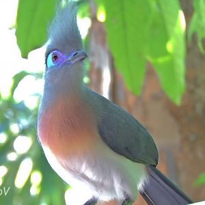 Crested coua - Scripps Aviary [2015]