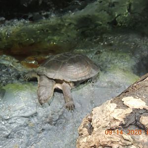 unknown turtle