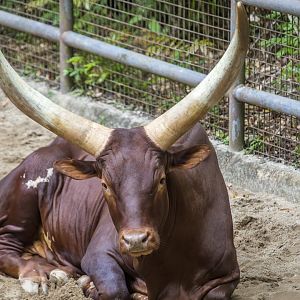 Ankole-Watusi