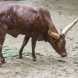 Ankole-Watusi
