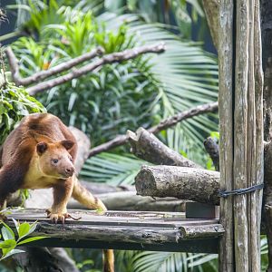 Goodfellow's tree-kangaroo
