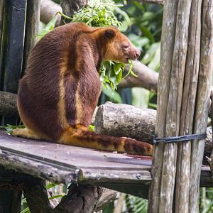 Goodfellow's tree-kangaroo