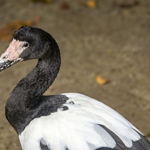 Magpie goose