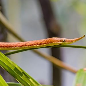 Madagascar leaf-nosed snake