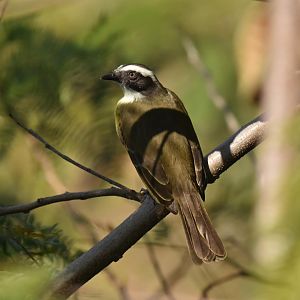 Social flycatcher (Myiozetetes similis)