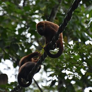 Brown howler monkey (Alouatta guariba clamitans)