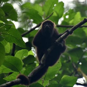 Brown howler monkey (Alouatta guariba clamitans)