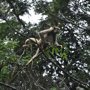 Northern muriqui (Brachyteles hypoxanthus)
